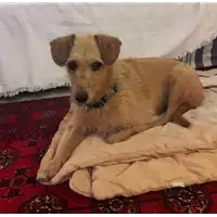 Foto dell\'animale cane - Matr. 2020/1336 - Microchip 380260080186236
