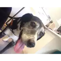 Foto dell\'animale cane - Matr. 2020/1251 - Microchip 380260043769878