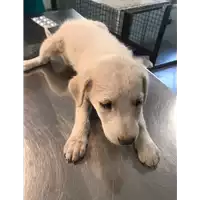 cane - Matr. 2020/1343 - Microchip 380260043846967