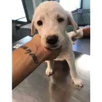 Foto dell\'animale cane - Matr. 2020/1344 - Microchip 380260043846616