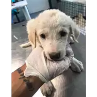 Foto dell\'animale cane - Matr. 2020/1345 - Microchip 380260043631642