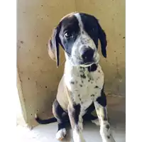 Foto dell\'animale cane - Matr. 2017/0515 - Microchip 380260042880597