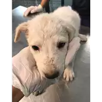 Foto dell\'animale cane - Matr. 2020/1348 - Microchip 380260043846542