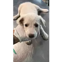 Foto dell\'animale cane - Matr. 2020/1350 - Microchip 380260043847094
