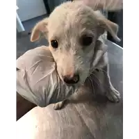 Foto dell\'animale cane - Matr. 2020/1352 - Microchip 380260043846085