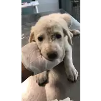 Foto dell\'animale cane - Matr. 2020/1353 - Microchip 380260043632058