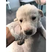 Foto dell\'animale cane - Matr. 2020/1354 - Microchip 380260043844412