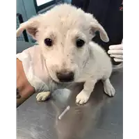 Foto dell\'animale cane - Matr. 2020/1355 - Microchip 380260043846892
