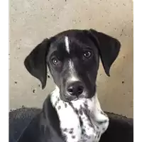 Foto dell\'animale cane - Matr. 2017/0513 - Microchip 380260042879888