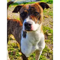 Foto dell\'animale cane - Matr. 2020/1357 - Microchip 380260043632301