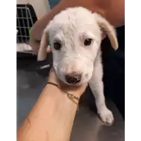 Foto dell\'animale cane - Matr. 2020/1358 - Microchip 380260043631615
