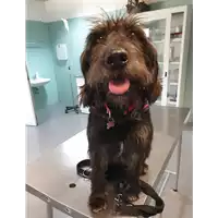 Foto dell\'animale cane - Matr. 2020/1360 - Microchip 380260042907544