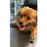 Foto dell\'animale cane - Matr. 2020/1361 - Microchip 380260043846987