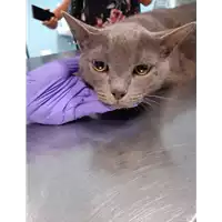 Foto dell\'animale gatto - Matr. 2020/1369 - Microchip 380260043632151