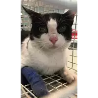 Foto dell\'animale gatto - Matr. 2020/1375 - Microchip 380260043631484