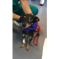 Foto dell\'animale cane - Matr. 2020/1376 - Microchip 380260043632381
