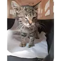 Foto dell\'animale gatto - Matr. 2020/1378 - Microchip 380260043631565