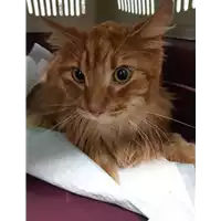 Foto dell\'animale gatto - Matr. 2020/1379 - Microchip 380260043843635