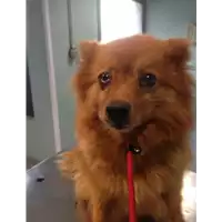 Foto dell\'animale cane - Matr. 2020/1380 - Microchip 380260043632158