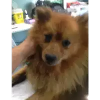 Foto dell\'animale cane - Matr. 2020/1381 - Microchip 380260043632432
