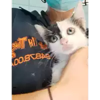 Foto dell\'animale gatto - Matr. 2020/1382 - Microchip 380260043846802