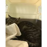 Foto dell\'animale gatto - Matr. 2020/1384 - Microchip 380260043846851