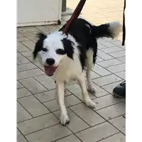 Foto dell\'animale cane - Matr. 2020/1385 - Microchip 380260043632263