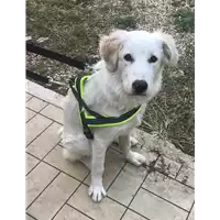 cane - Matr. 2020/1386 - Microchip 380260043847121
