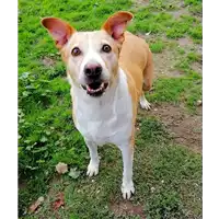 Foto dell\'animale cane - Matr. 2019/2175 - Microchip 380260043873256