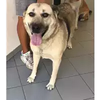 Foto dell\'animale cane - Matr. 2019/2176 - Microchip 380260040146952