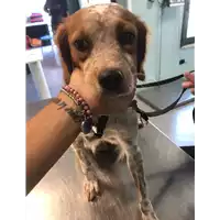 Foto dell\'animale cane - Matr. 2020/1387 - Microchip 380260043632275