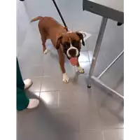 Foto dell\'animale cane - Matr. 2020/1167 - Microchip 380260044281402