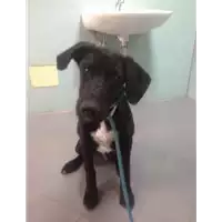 Foto dell\'animale cane - Matr. 2020/1389 - Microchip 380260043847485