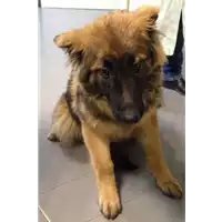 Foto dell\'animale cane - Matr. 2017/0517 - Microchip 380260042901532