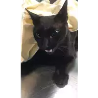 Foto dell\'animale gatto - Matr. 2020/1396 - Microchip 380260043631536