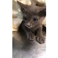 Foto dell\'animale gatto - Matr. 2020/1398 - Microchip 380260043632328