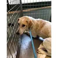 Foto dell\'animale cane - Matr. 2020/1395 - Microchip 380260043631571
