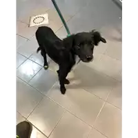 Foto dell\'animale cane - Matr. 2020/1394 - Microchip 380260043632149
