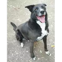 Foto dell\'animale cane - Matr. 2010/1400 - Microchip 380260000280970