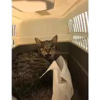 Foto dell\'animale gatto - Matr. 2020/1400 - Microchip 380260043631624