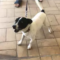cane - Matr. 2020/1399 - Microchip 380260000023839