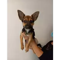 Foto dell\'animale cane - Matr. 2020/1402 - Microchip 380260043847163