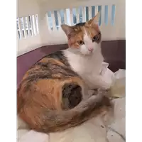 Foto dell\'animale gatto - Matr. 2020/1405 - Microchip 380260043846565