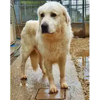 cane - Matr. 2020/1404 - Microchip 380260043847199