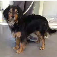 Foto dell\'animale cane - Matr. 2017/0519 - Microchip 380260042880789