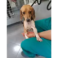 Foto dell\'animale cane - Matr. 2020/1409 - Microchip 380260101112046