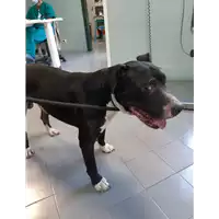 Foto dell\'animale cane - Matr. 2020/1410 - Microchip 380260002810952