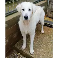 Foto dell\'animale cane - Matr. 2020/1411 - Microchip 380260043843967