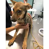 Foto dell\'animale cane - Matr. 2019/2057 - Microchip 380260043709496
