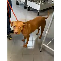 Foto dell\'animale cane - Matr. 2020/1417 - Microchip 380260043631493